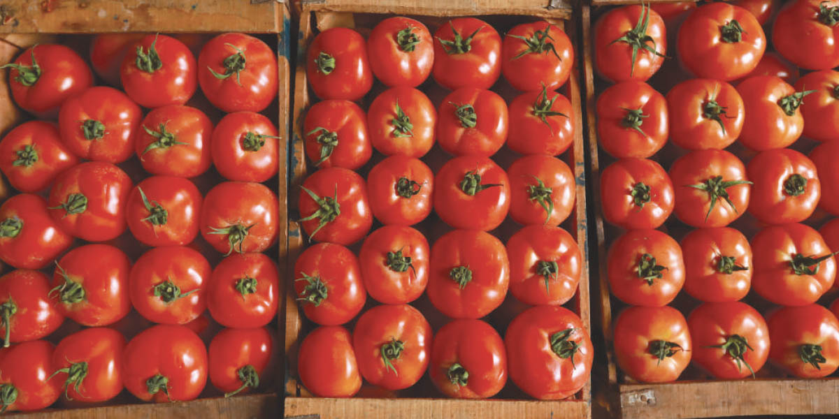 france-:-les-tomates-marocaines-a-nouveau-ciblees