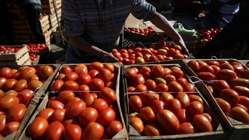 فرنسيون-يهاجمون-الطماطم-المغربية.-و”كومادير”-تستنكر-تساهل-السلطات